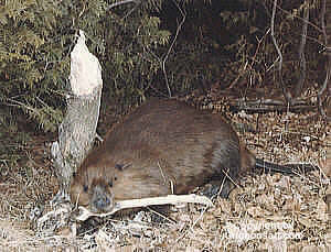 beaver Taxidermy by Reimond Grignon