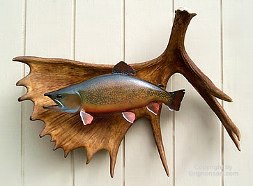 Moose Trout 