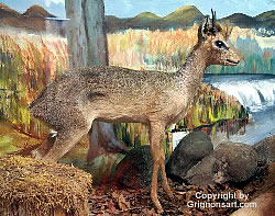 Dik Dik Taxidermy by Reimond Grignon