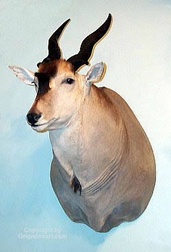 kudu mount