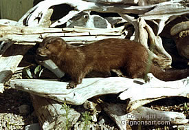 Mink Taxidermy by Reimond Grignon