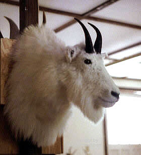 mountain goat Taxidermy by Reimond Grignon