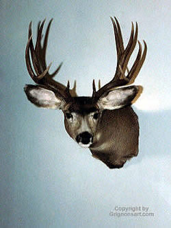 mule deer Taxidermy by Reimond Grignon