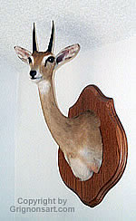 oribi Taxidermy by Reimond Grignon