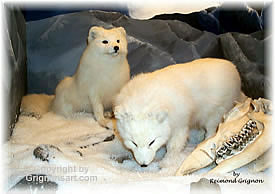 Artic fox Taxidermy by Reimond Grignon