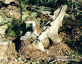 short tailed weasel Taxidermy by Reimond Grignon