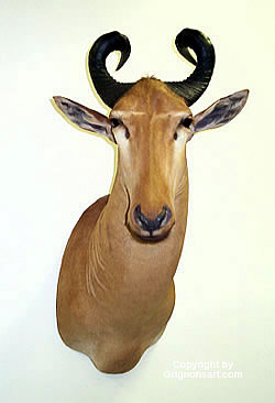 Hartebeest Taxidermy by Reimond Grignon