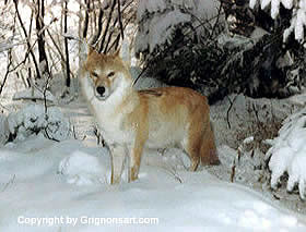 coyote Taxidermy by Reimond Grignon