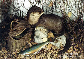 otter on creel Taxidermy by Reimond Grignon