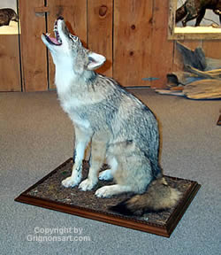 howling coyote