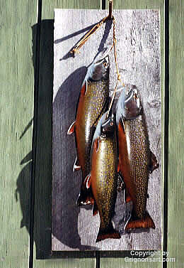 Brook Trout Taxidermy by Reimond Grignon