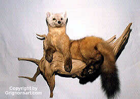 pine martin Taxidermy by Reimond Grignon