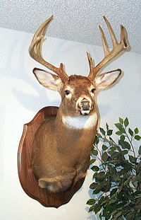 Whitetail Deer Taxidermy Tanned Fur on Hide White Buckskin - Moose