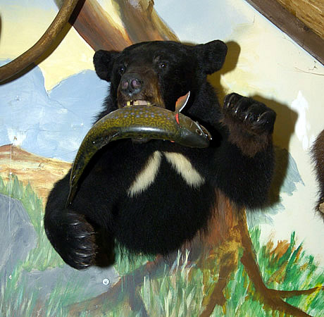 black bear with fish for sale