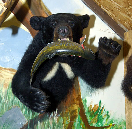 black bear catching fish for sale