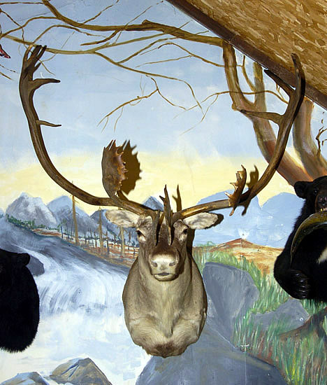 caribou mount for sale