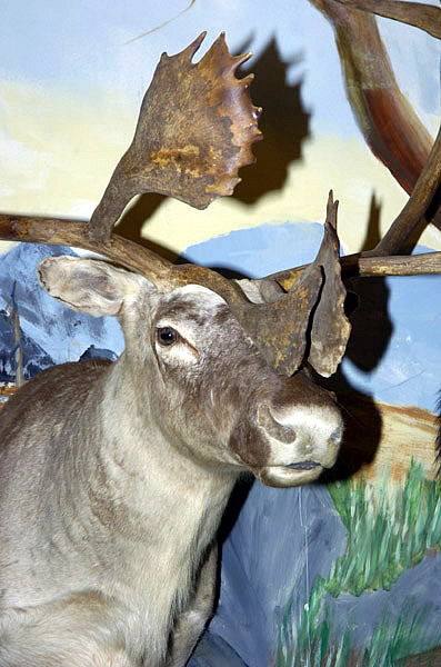 caribou mount for sale