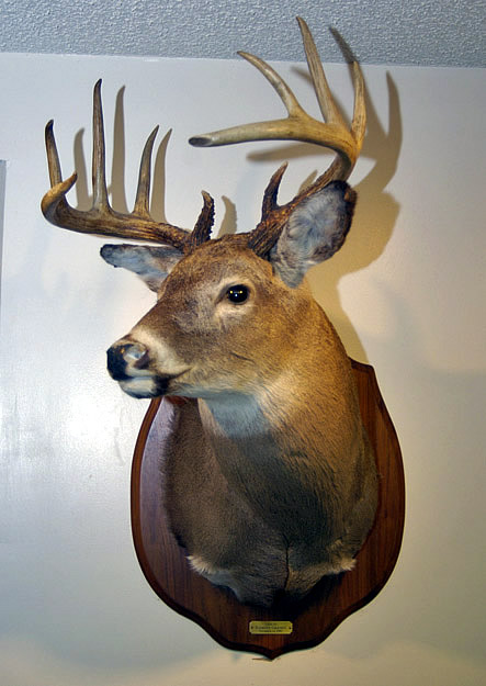 taxidermy for sale