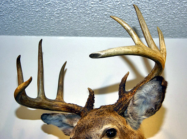 deer head for sale