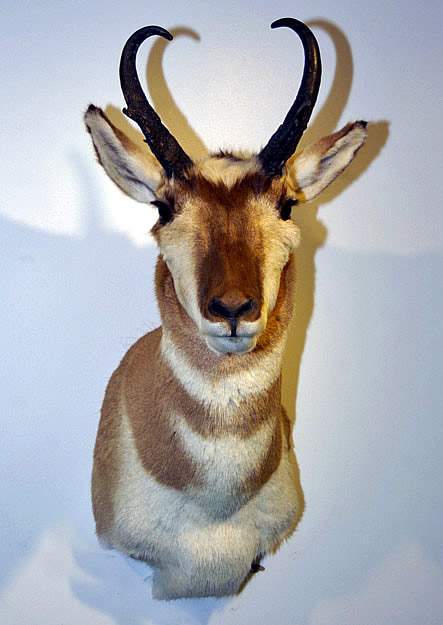 antelope shoulder mount for sale